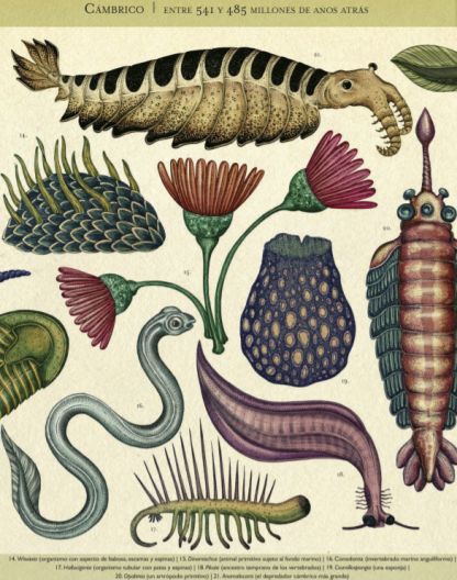 HISTORIA DE LA VIDA: EVOLUCIÓN (libro en acordeón) - Imagen 4