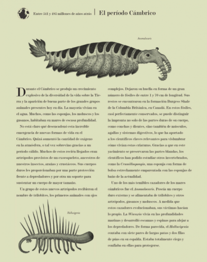 HISTORIA DE LA VIDA: EVOLUCIÓN (libro en acordeón) - Imagen 5